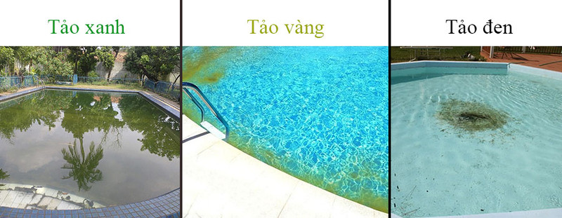 Cách xử lý nước hồ bơi bị rêu tảo xanh, tảo vàng, tảo đen thường có trong hồ bơi