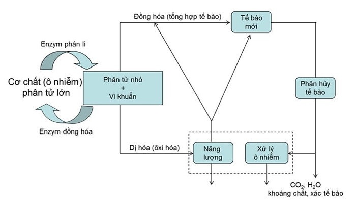 xử lý nước thải bằng vi sinh vật