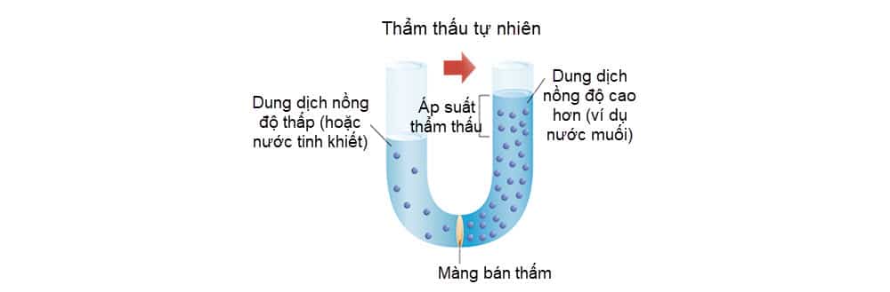 Sơ đồ 1 mô tả hiện tượng thẩm thấu tự nhiên 