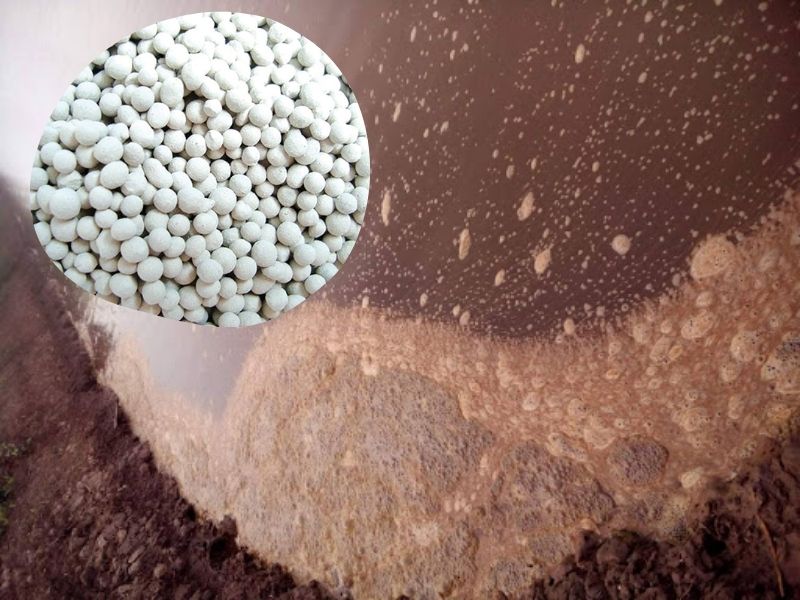 Sử dụng Zeolite để xử lý nước phèn trong ao nuôi tôm