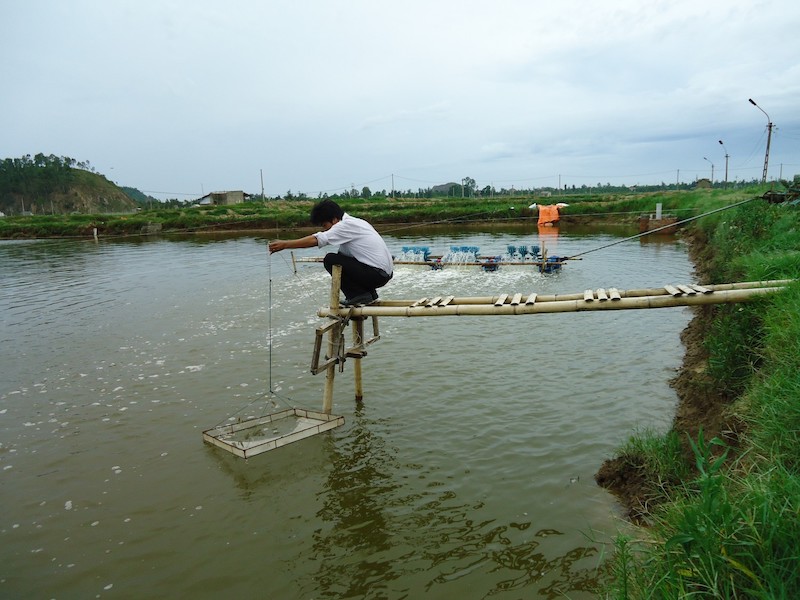 Cách xử lý phèn trong ao nuôi tôm hiệu quả, an toàn