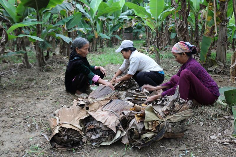 Lá chuối khô là vật liệu rất quen thuộc và dễ kiếm để giảm độ pH của cá 