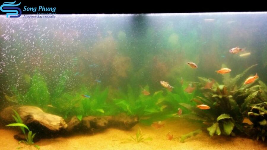 Nguyên nhân nước hồ cá bị vàng là gì? 4 Cách xử lý hiệu quả 1 nuoc-ho-ca-bi-vang-1