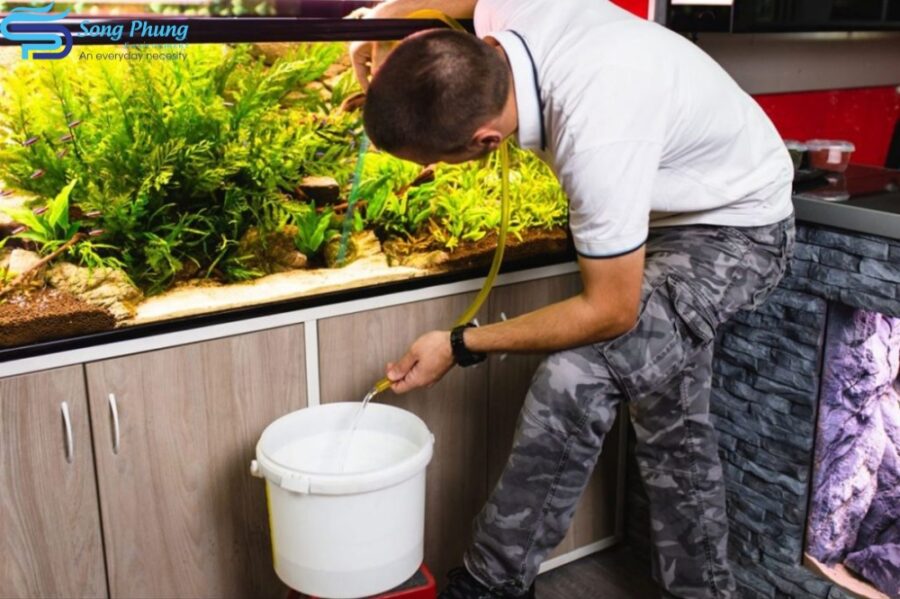 Nguyên nhân nước hồ cá bị vàng là gì? 4 Cách xử lý hiệu quả 4 nuoc-ho-ca-bi-vang-4