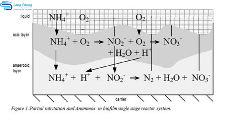 Mô tả quy trình anammox