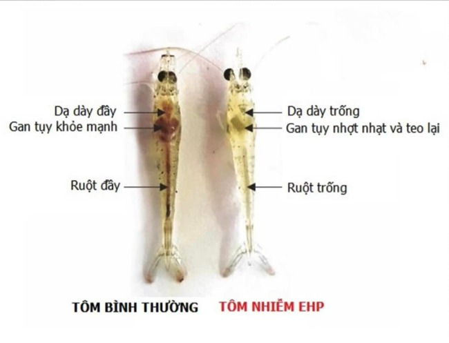 Hiểu biết bệnh EHP trên tôm và giải pháp phòng ngừa hiệu quả 4 Bênh EHP trên tôm và so sánh với tôm khỏe mạnh