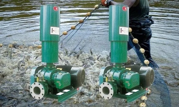 Tôm Nổi Đầu: Hiểu Biết Nguyên Nhân và Giải Pháp Toàn Diện 4 Máy thổi khí oxy trong kỹ thuật nuôi tôm