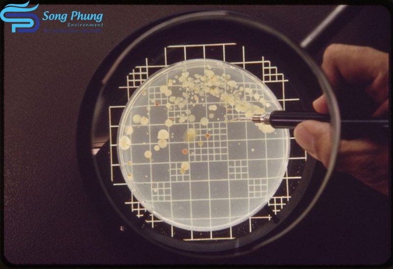 Phương pháp cfu là gì? Hướng dẫn cách tính cfu chính xác 4 cfu-la-gi-4