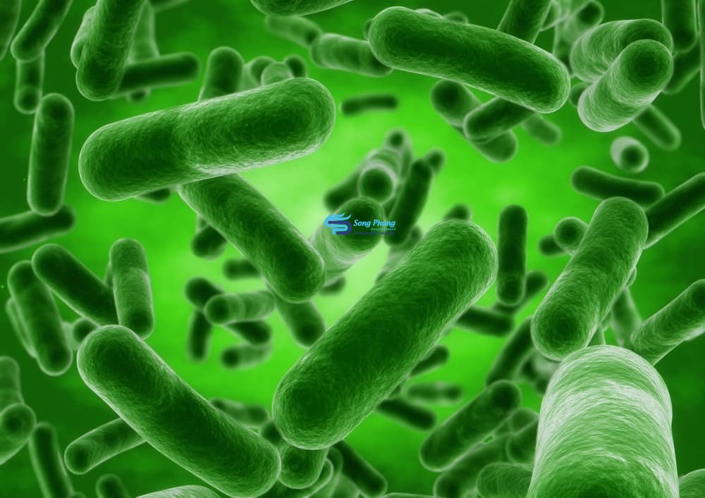 Bacillus Licheniformis