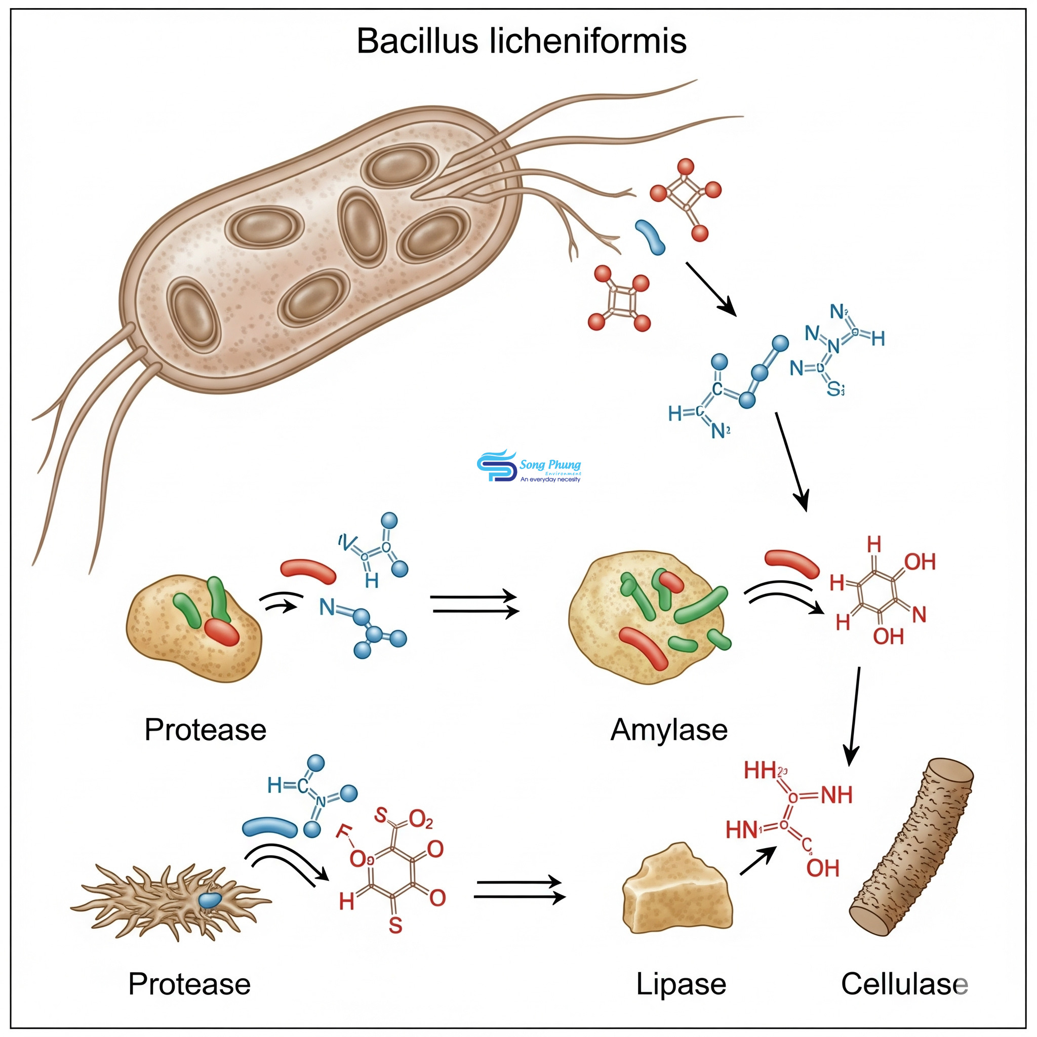 bacillus-licheniformis-la-gi-3