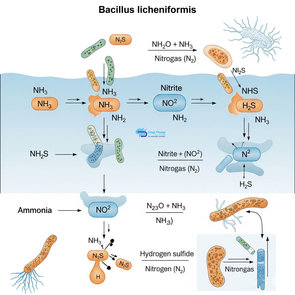 Bacillus Licheniformis