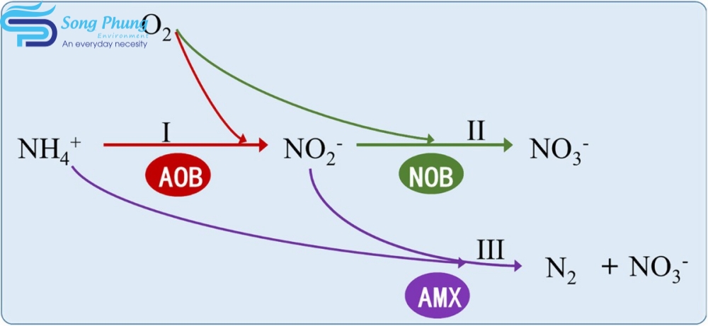 Vi khuẩn Amon Hoá