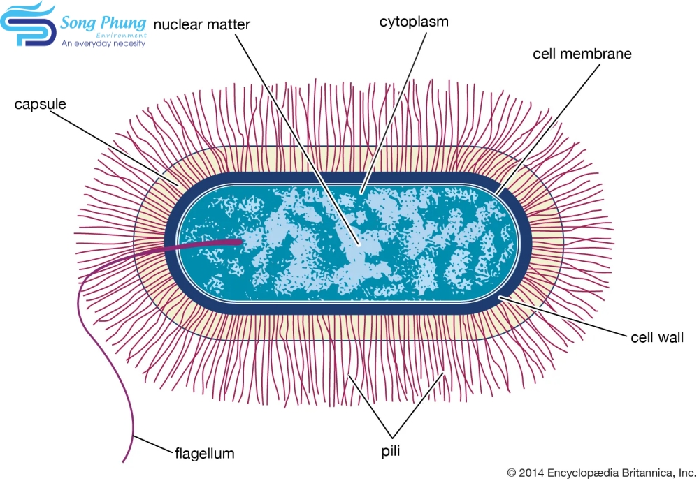 vi khuẩn Bacillus