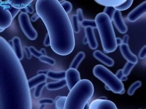 vi khuẩn Bacillus