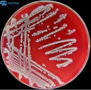 vi khuẩn Bacillus