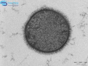 vi khuẩn Bacillus