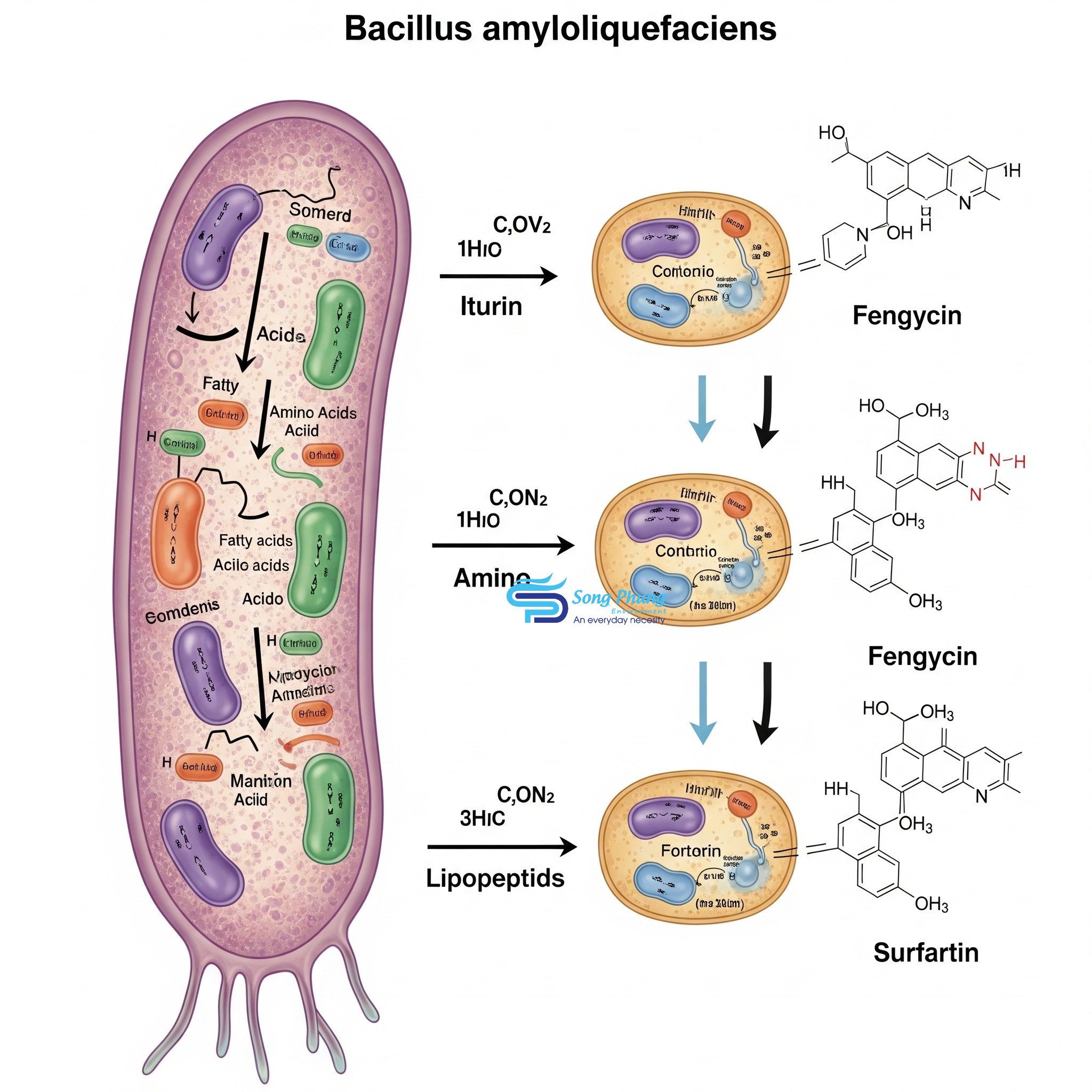 vi-khuan-bacillus-amyloliquefaciens-4