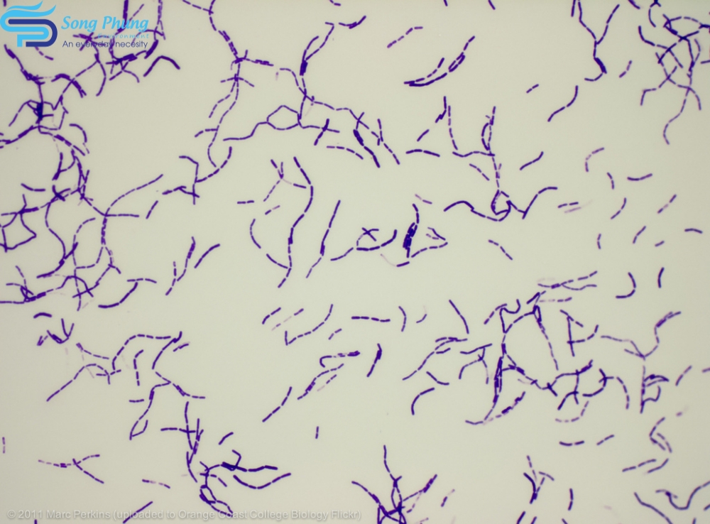 vi-khuan-bacillus-megaterium-1