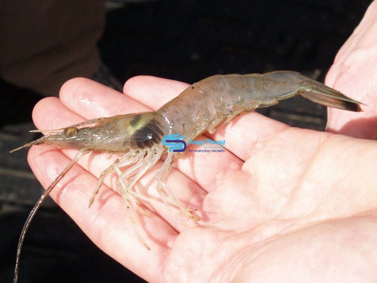 Bệnh đen mang (Black Gill Disease)