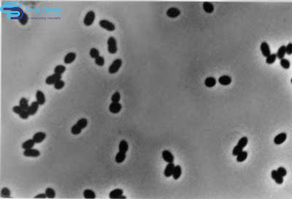 Vi khuẩn Nitrosomonas
