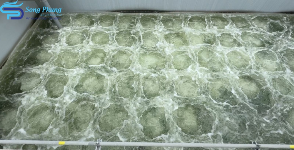 Vi khuẩn Nitrosomonas