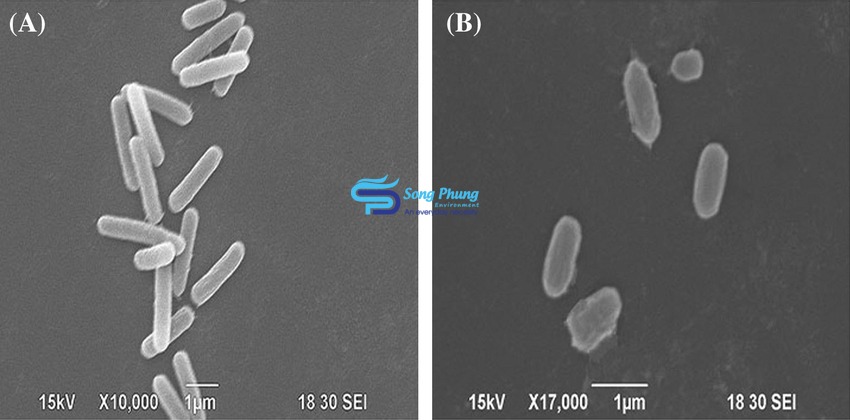 Vibrio harveyi