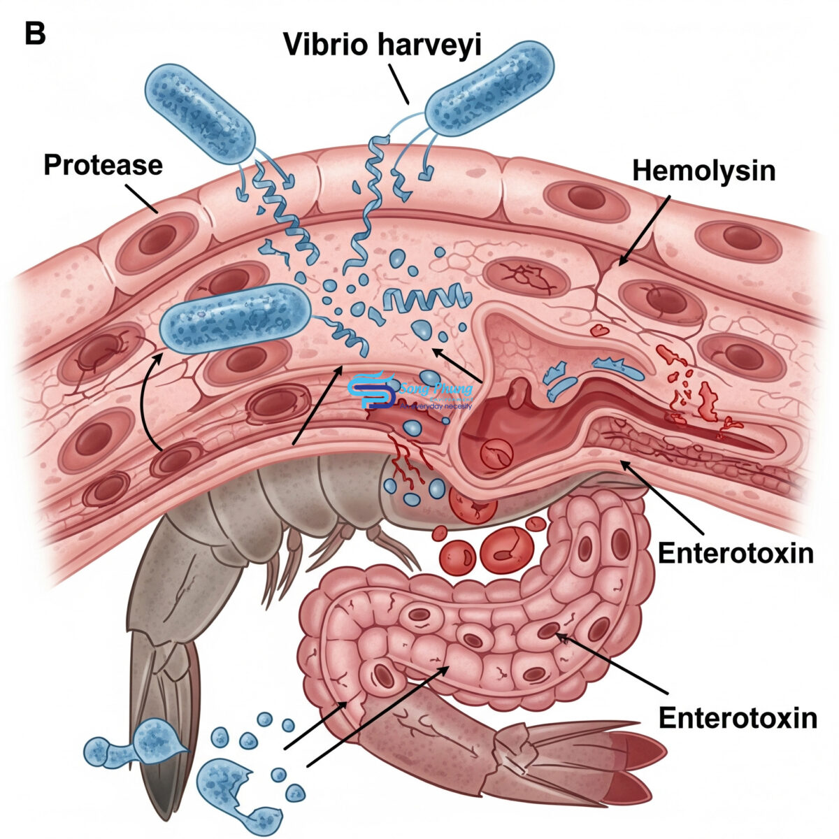 Vibrio harveyi