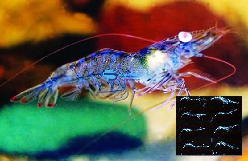 Bệnh phát sáng Luminous Vibriosis