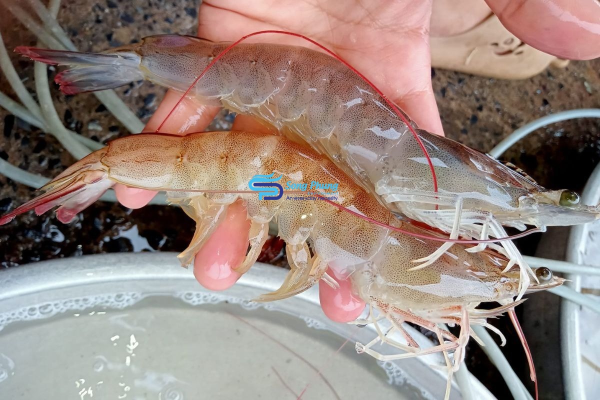 Hội chứng đốm đỏ ở tôm