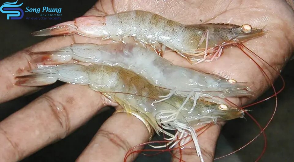 Vi khuẩn Vibrio Parahaemolyticus