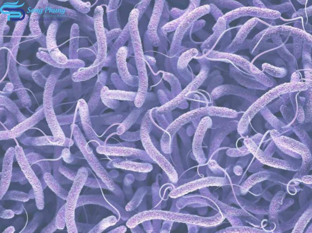 vi khuẩn vibrio trên tôm