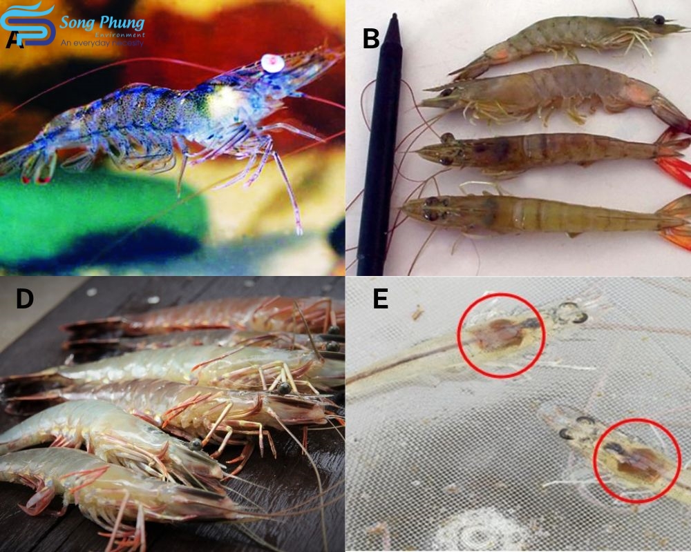 vi khuẩn vibrio trên tôm