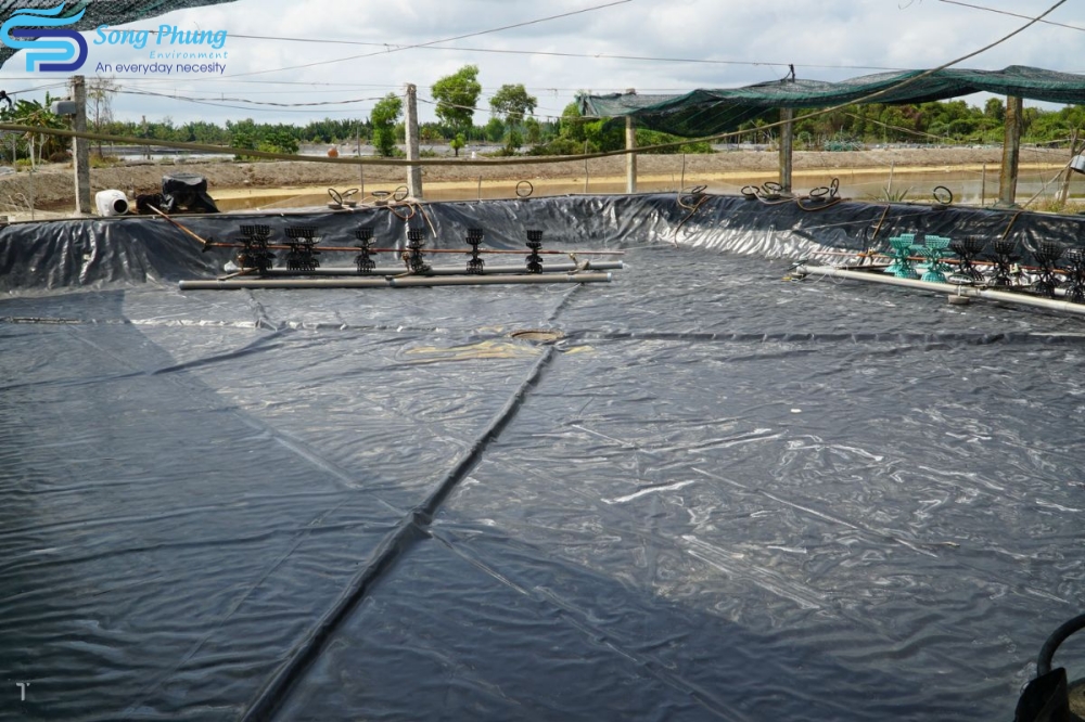 vi khuẩn vibrio trên tôm